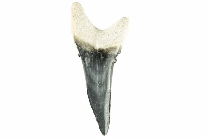 Bone Valley Shark Tooth (Hemipristis) - Lower Tooth #258214
